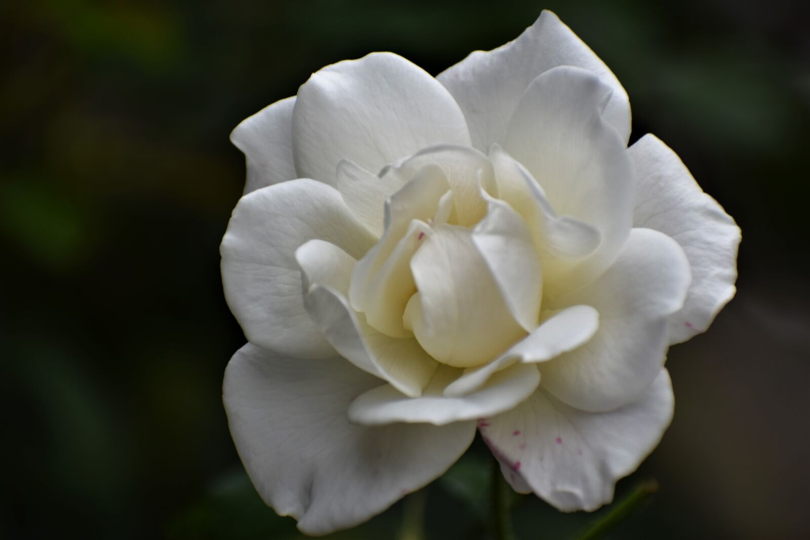 Nikon D3300 sample photo. White rose, purity symbol photography