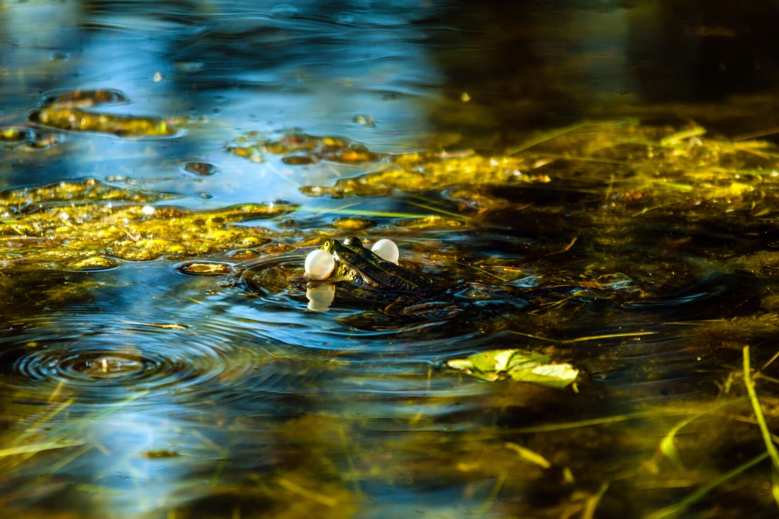 Canon EOS 50D sample photo. Germany, mecklenburg western pomerania photography