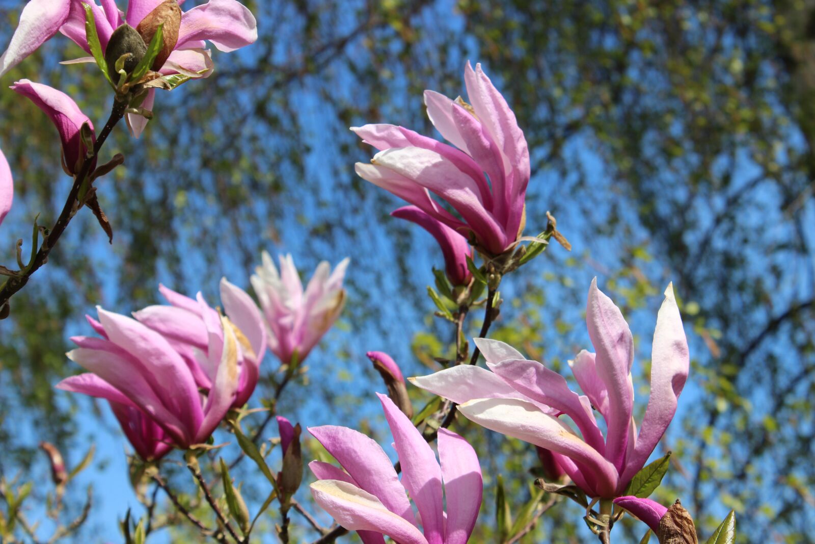 Canon EOS 600D (Rebel EOS T3i / EOS Kiss X5) sample photo. Magnolia, red magnolia, magnolia photography