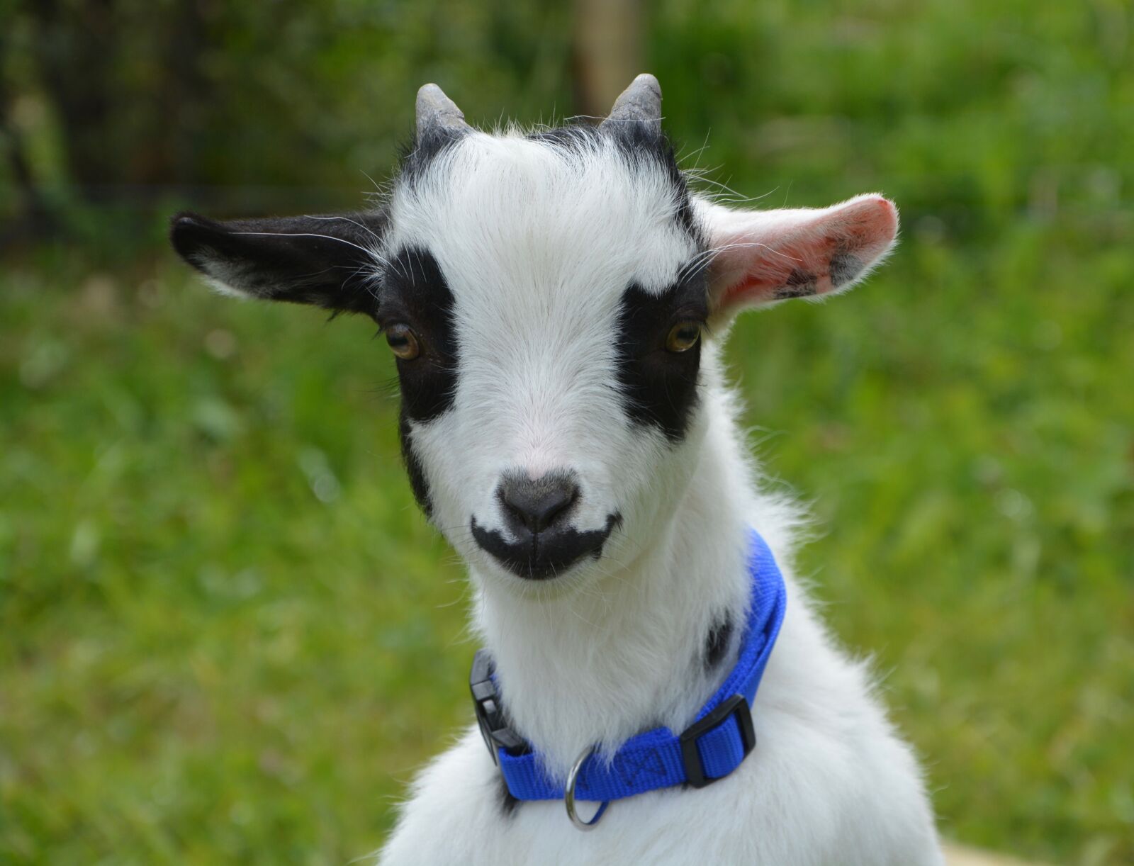 Nikon D5200 sample photo. Goat, dwarf, black photography