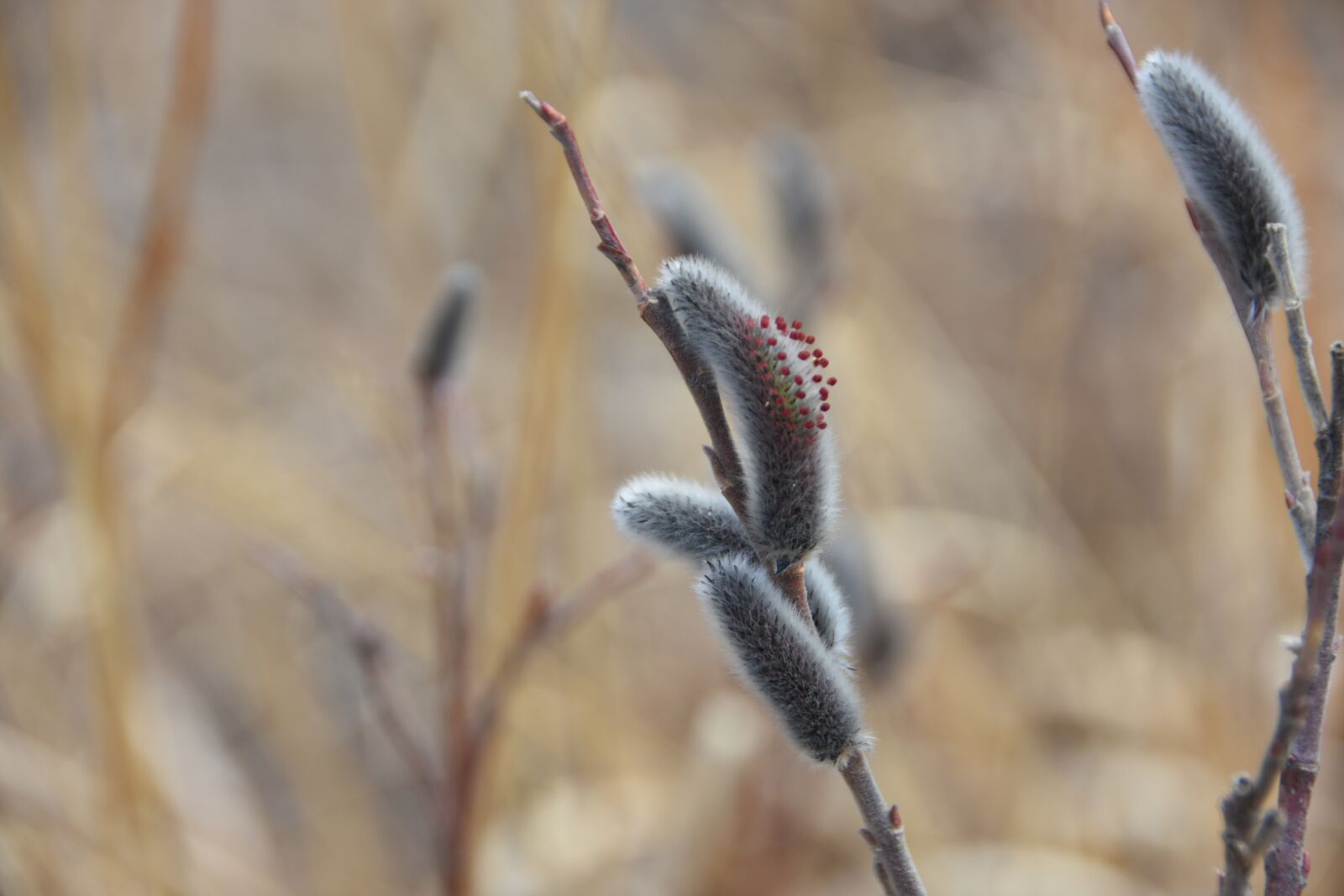 Nikon D7200 sample photo. Spring, flowers, plants photography