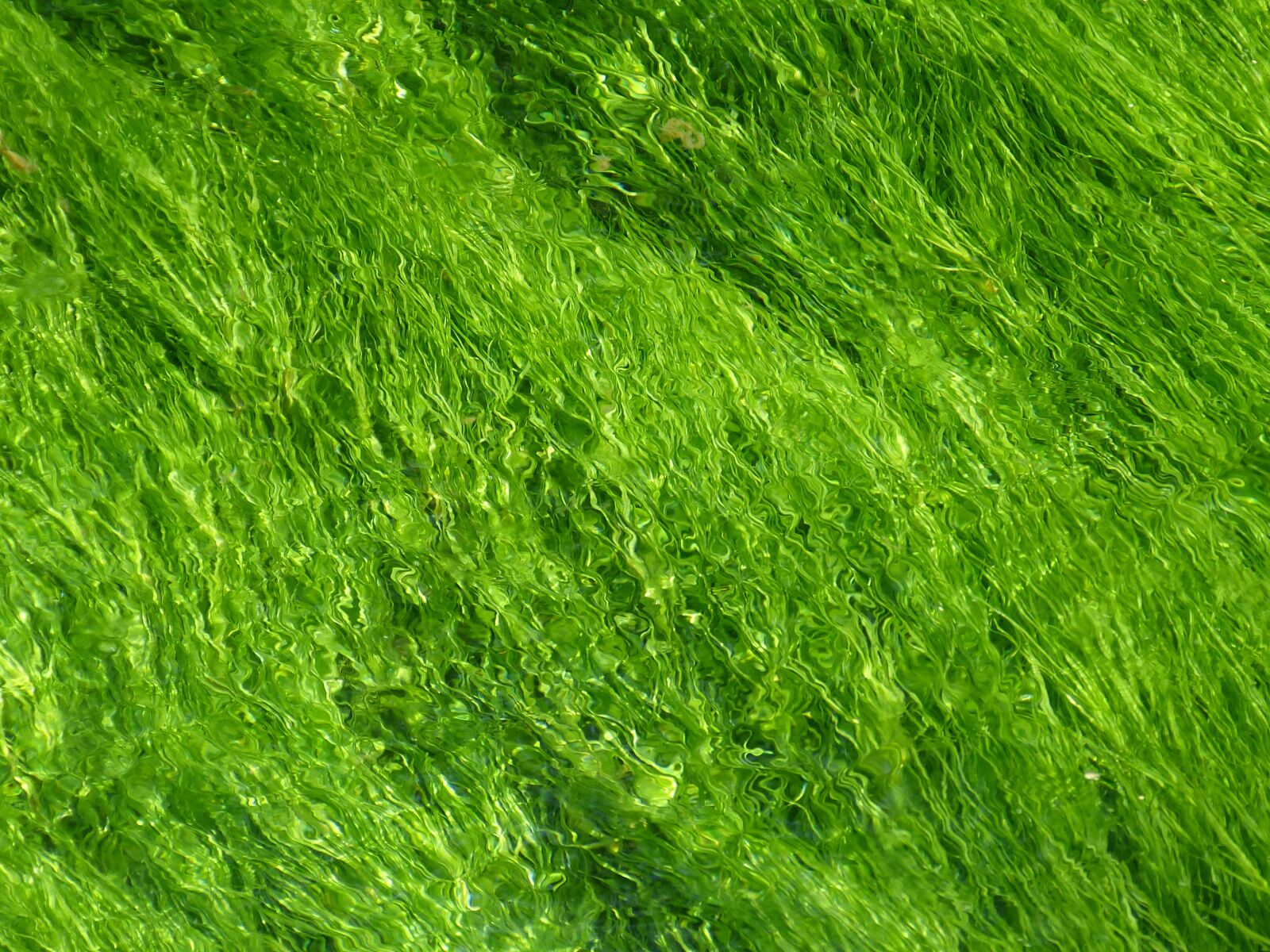 Panasonic Lumix DMC-FZ150 sample photo. Green, background, texture photography