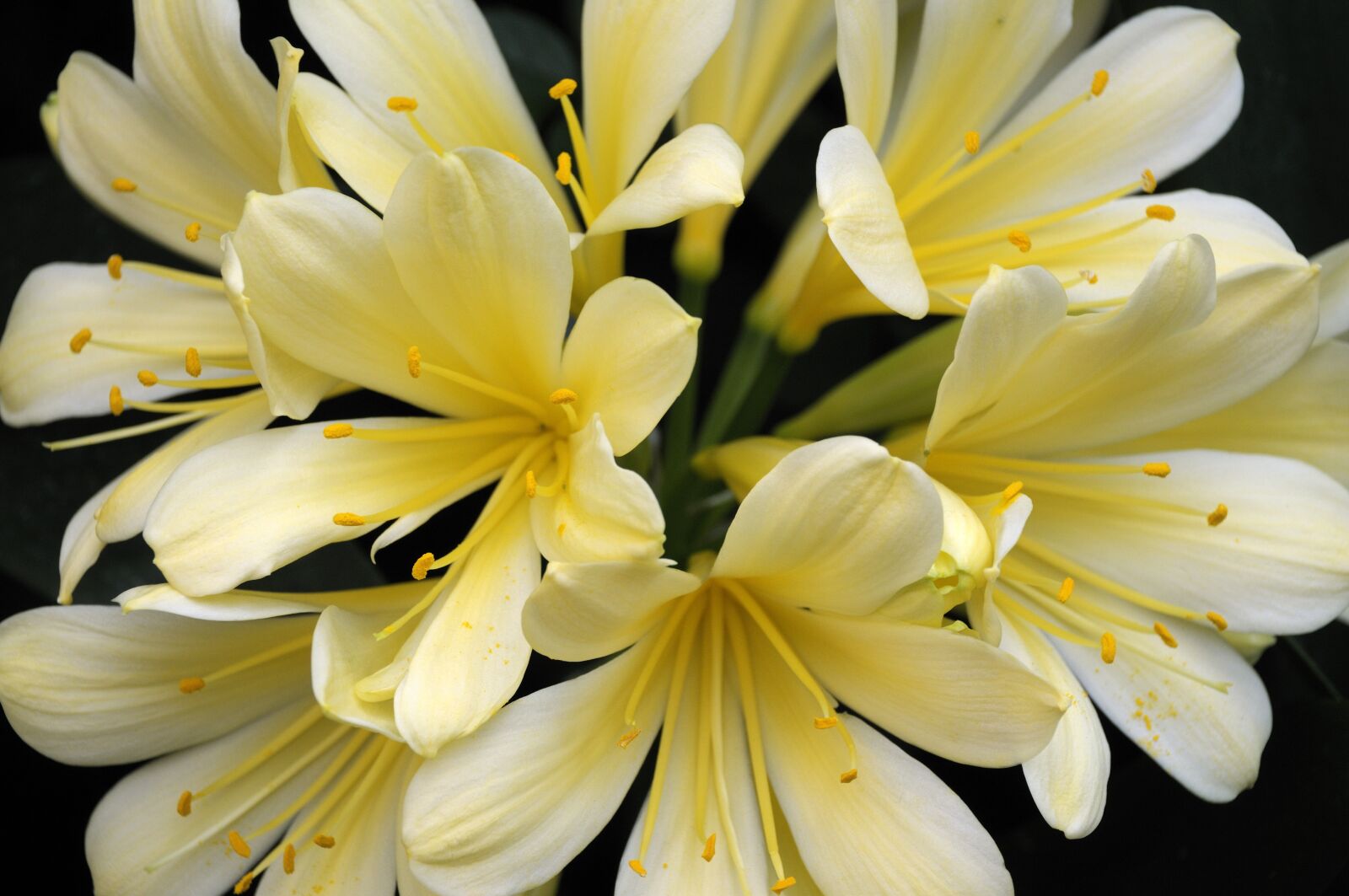 Nikon D300 sample photo. Orchid, flower, blossom photography
