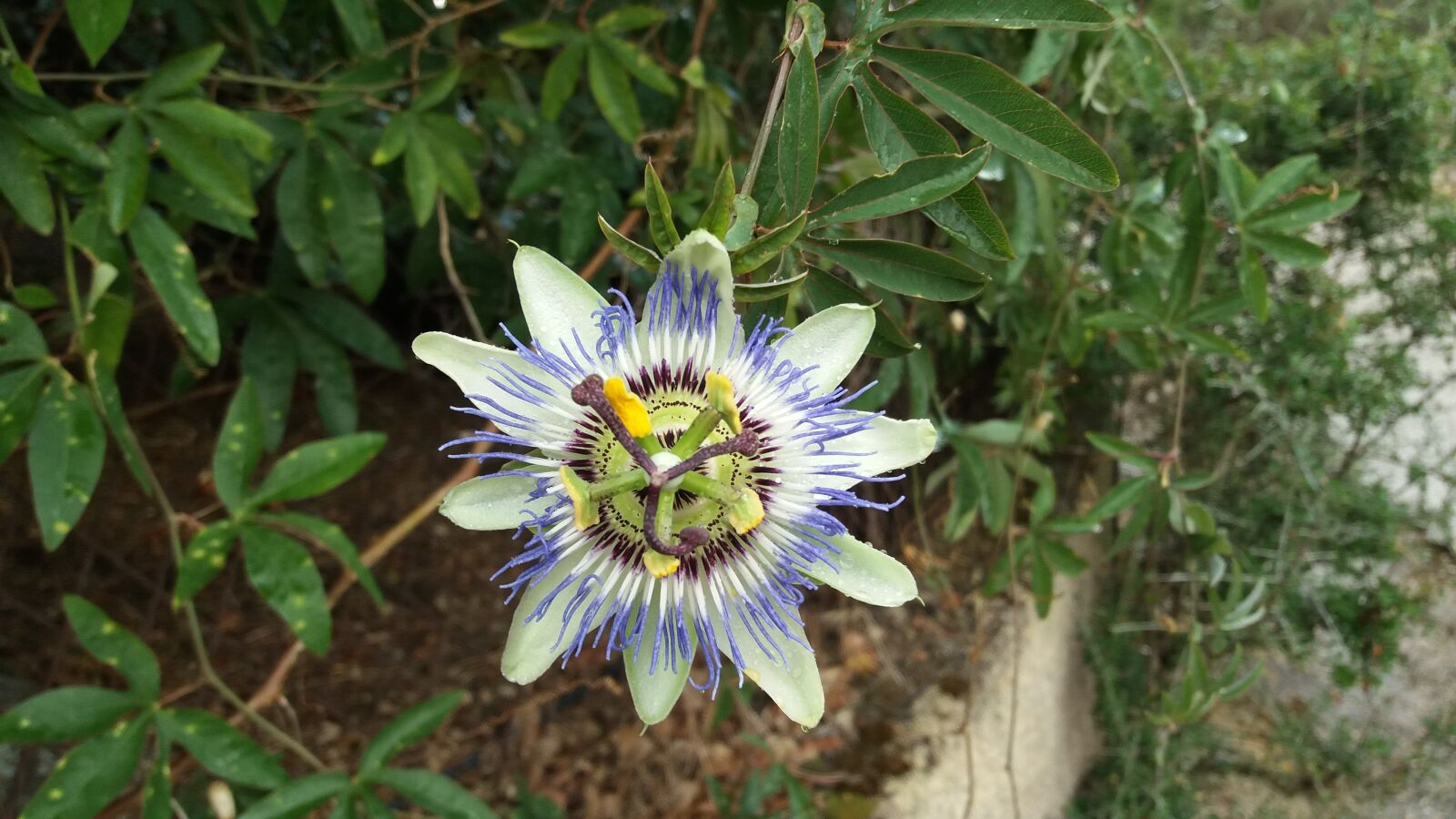 Samsung Galaxy J5(2016) sample photo. Passionflower, flower, colors photography