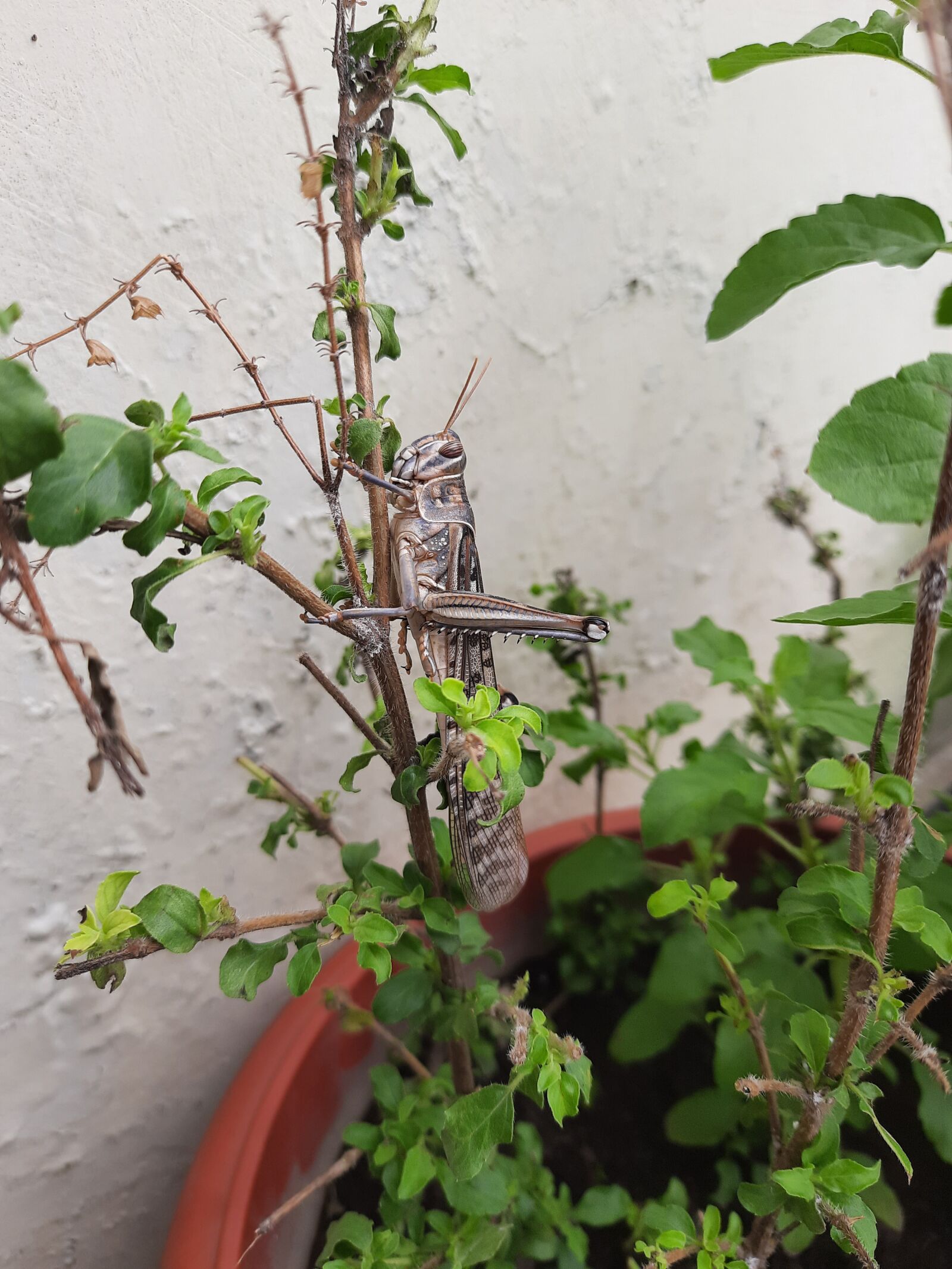 Samsung SM-M215F sample photo. Nature, insects, natural photography