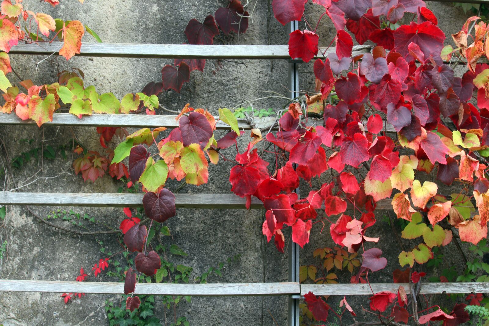 Canon EOS 700D (EOS Rebel T5i / EOS Kiss X7i) sample photo. Autumn, fall foliage, ornamental photography
