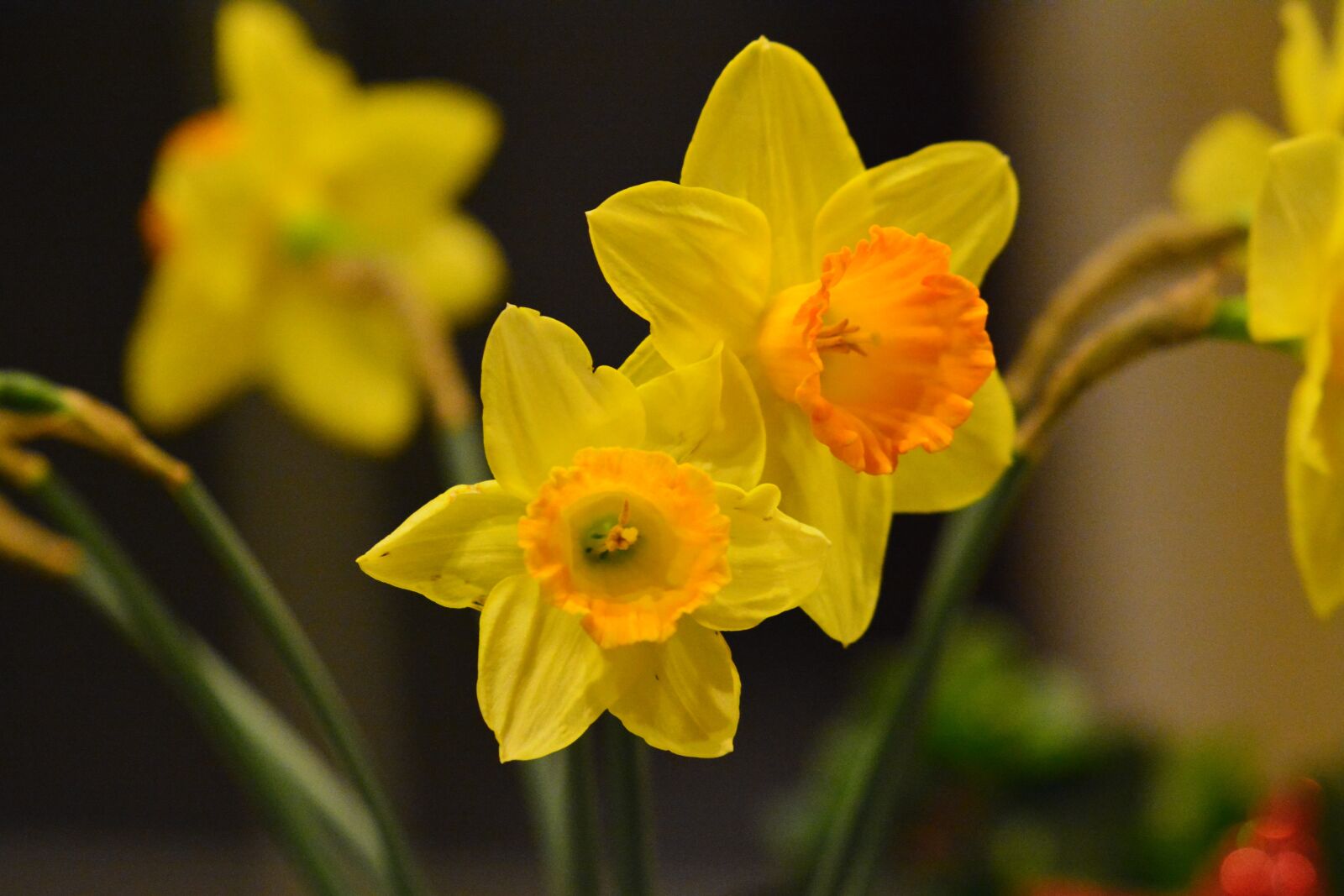 Nikon D7100 sample photo. Easter, flower, spring photography