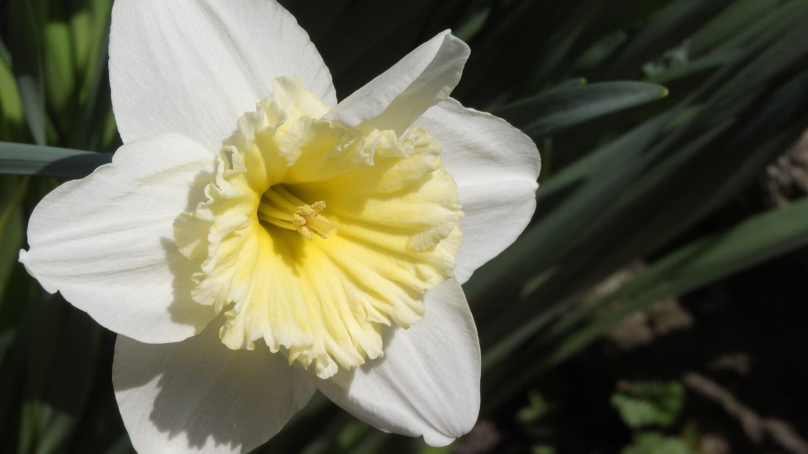 Nikon Coolpix P610 sample photo. Daffodil, spring flowers, easter photography