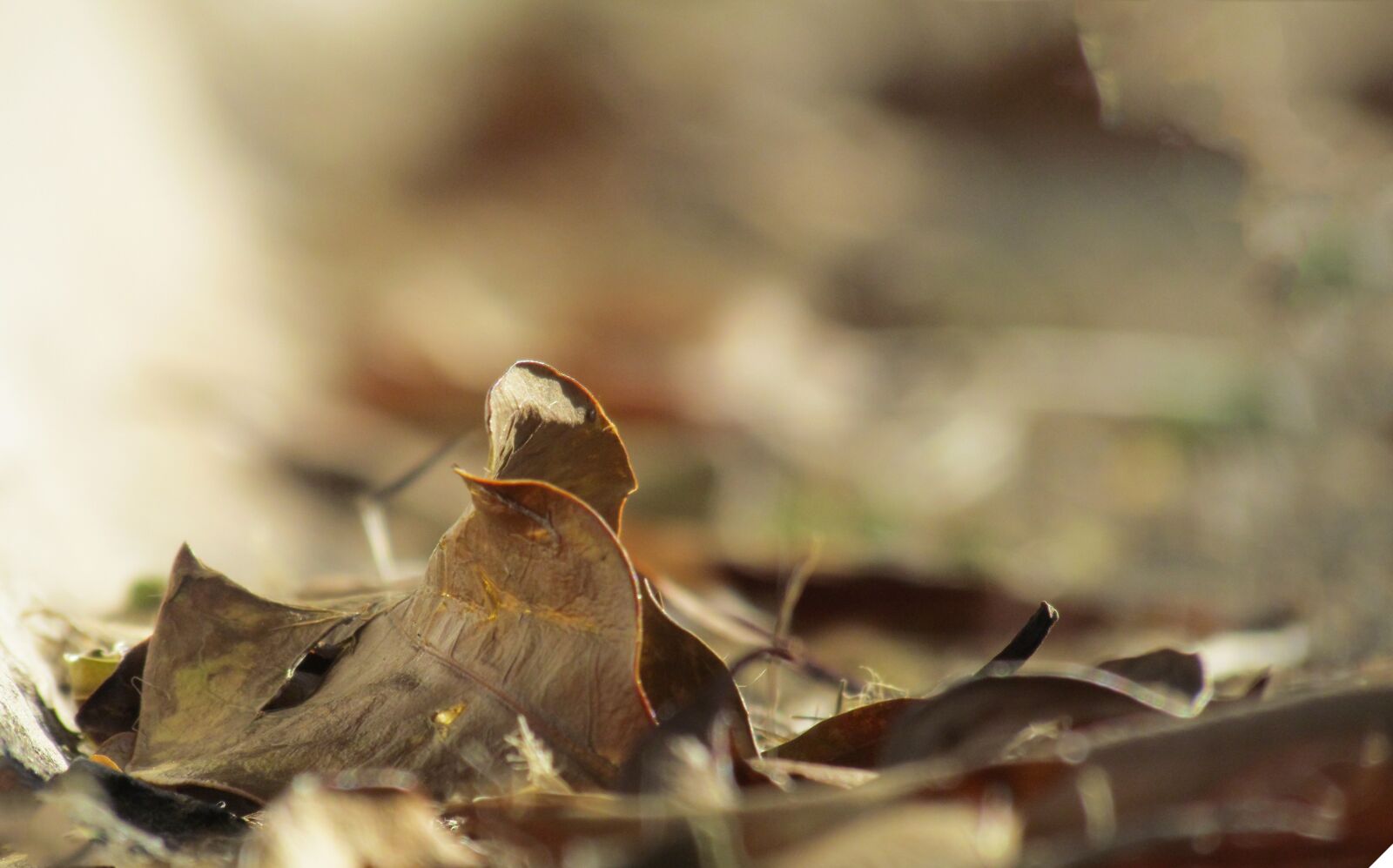 Canon PowerShot SX30 IS sample photo. Leaf, autumn, brown photography