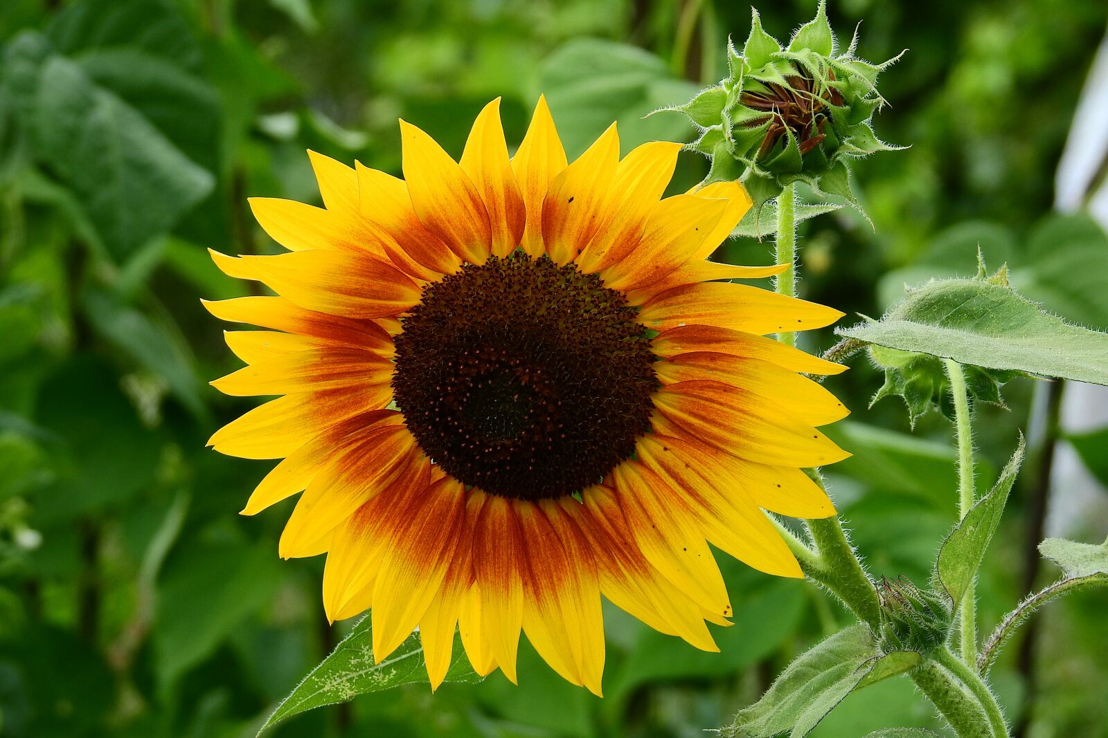 Nikon Coolpix P900 sample photo. Sunflower, nature, flower photography