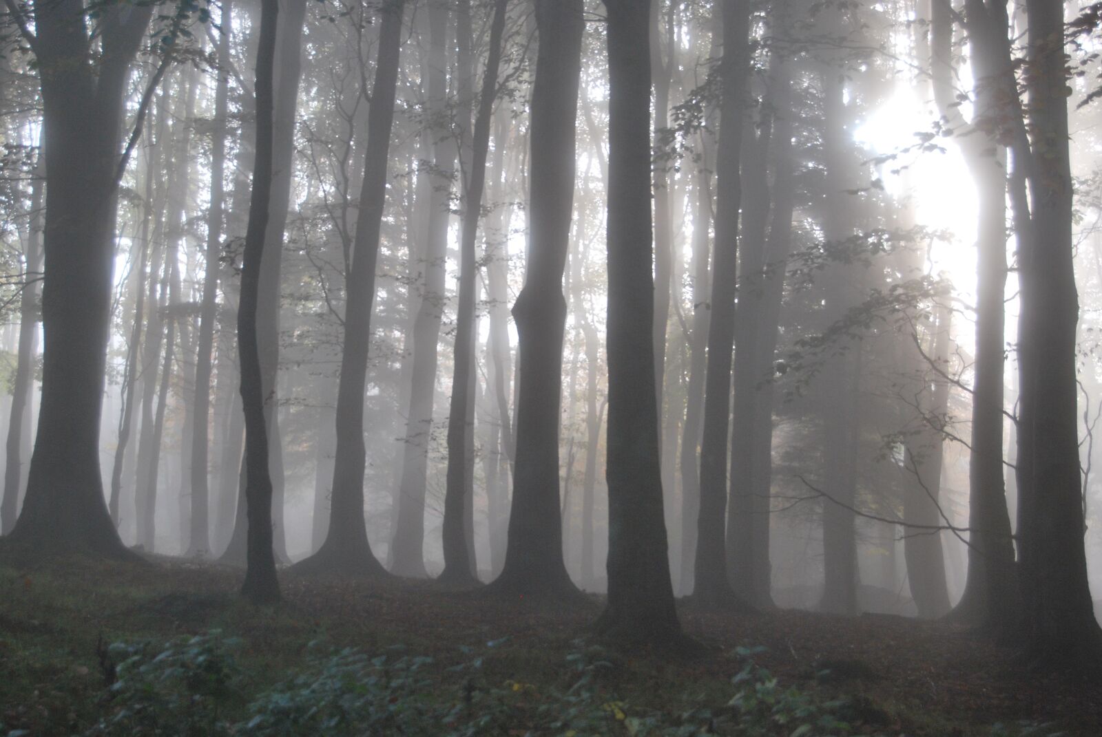 Nikon D60 sample photo. Forest, trees, sun photography