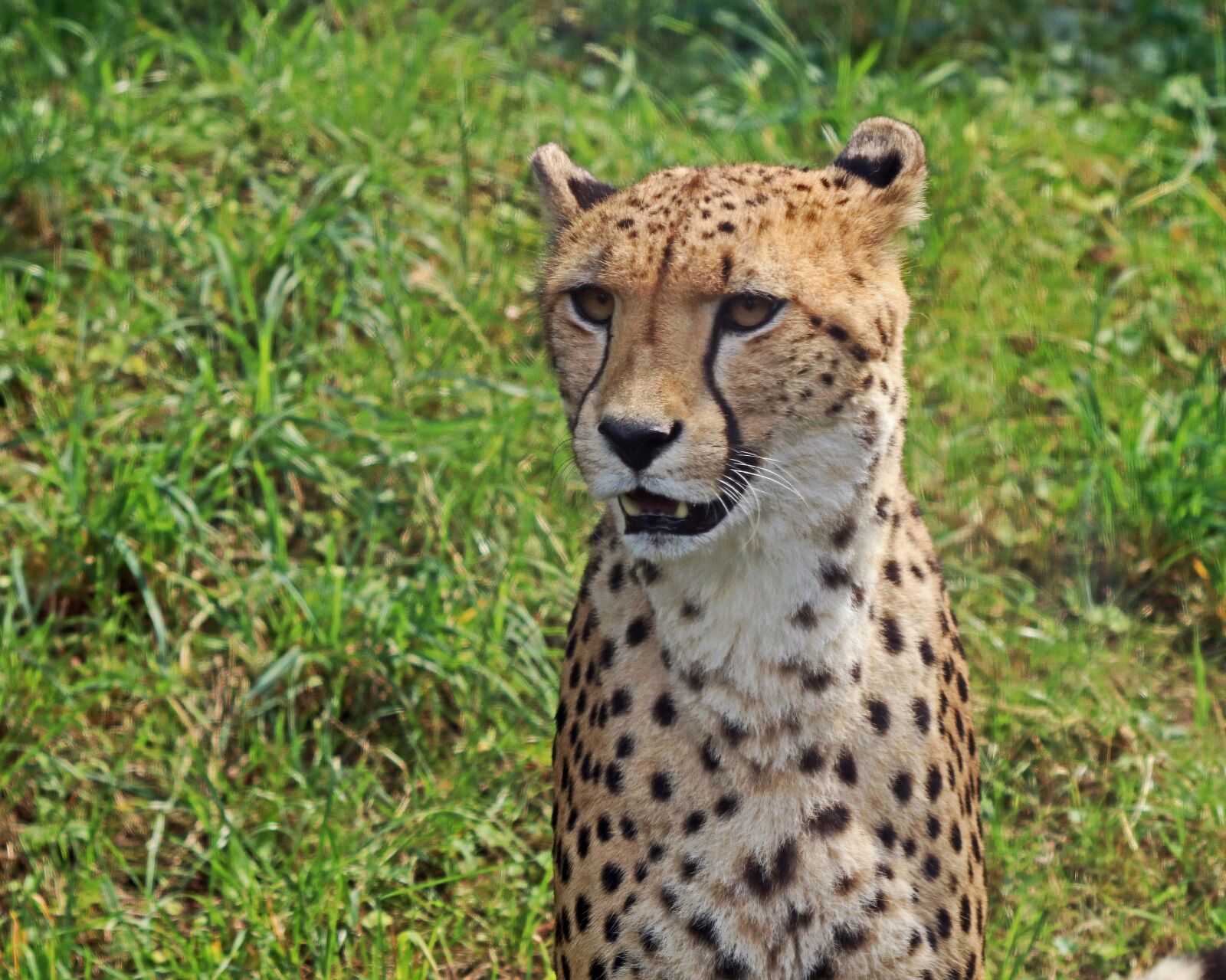 Canon EOS 80D sample photo. Leopard, predator, big cat photography