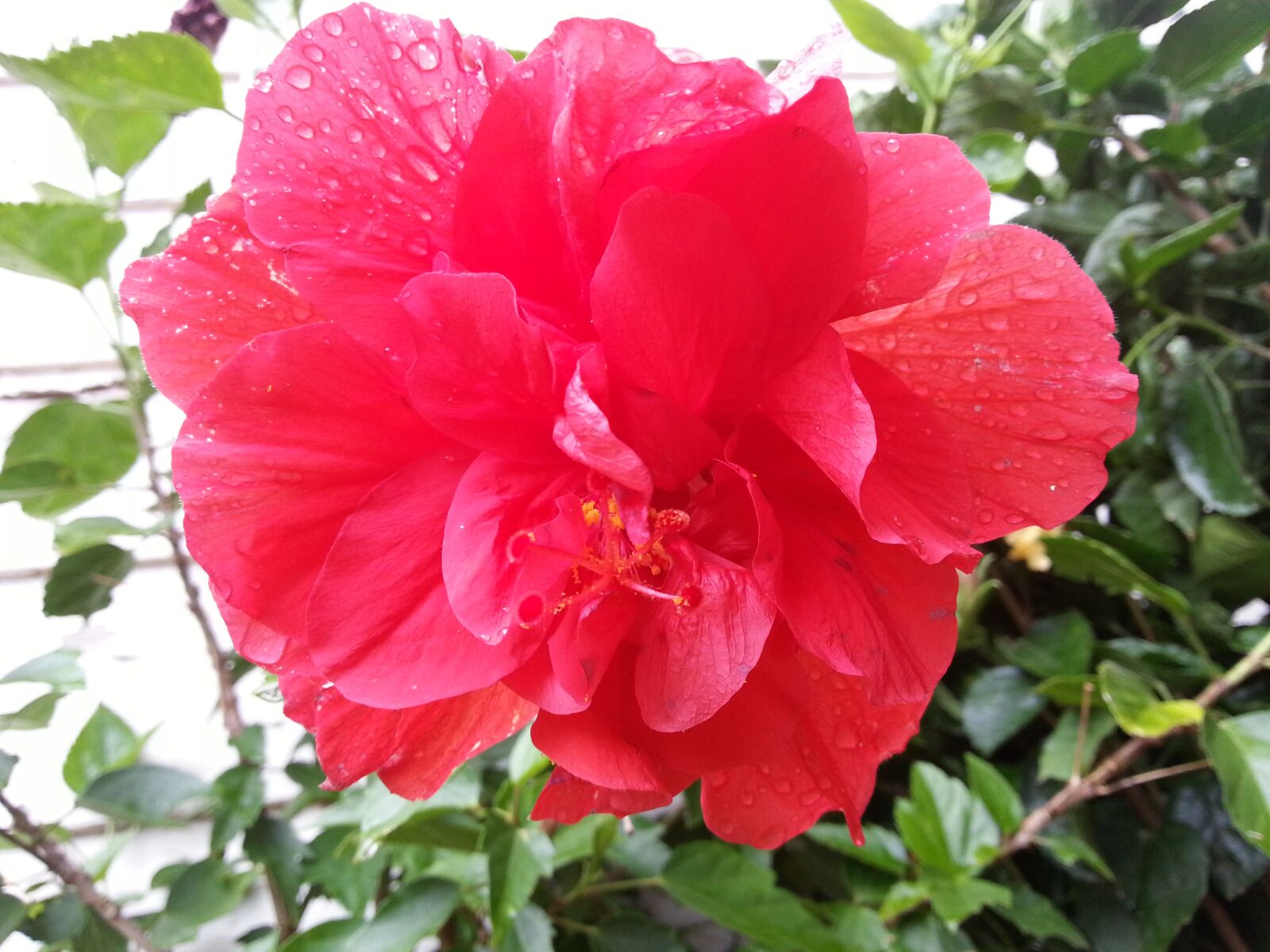 Samsung Galaxy S3 sample photo. Hibiscus, bloom, flower photography