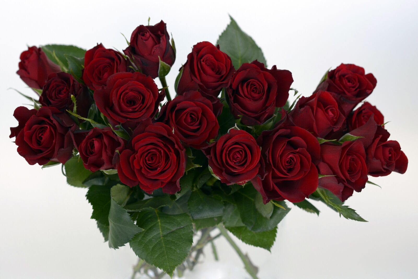 Nikon D7100 sample photo. Roses, bouquet of roses photography