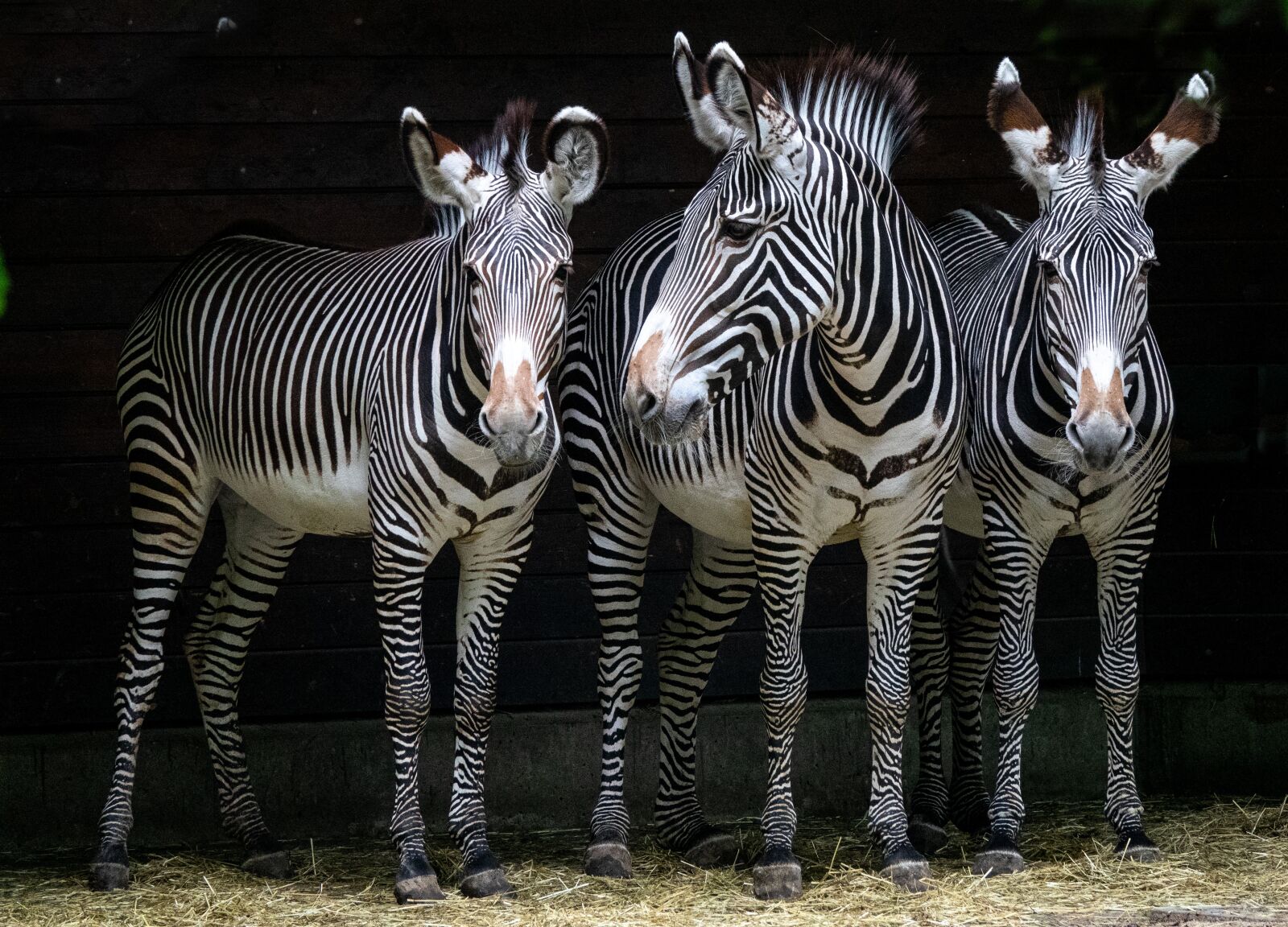 Sony Cyber-shot DSC-RX10 III sample photo. Zebra, zoo, animal photography