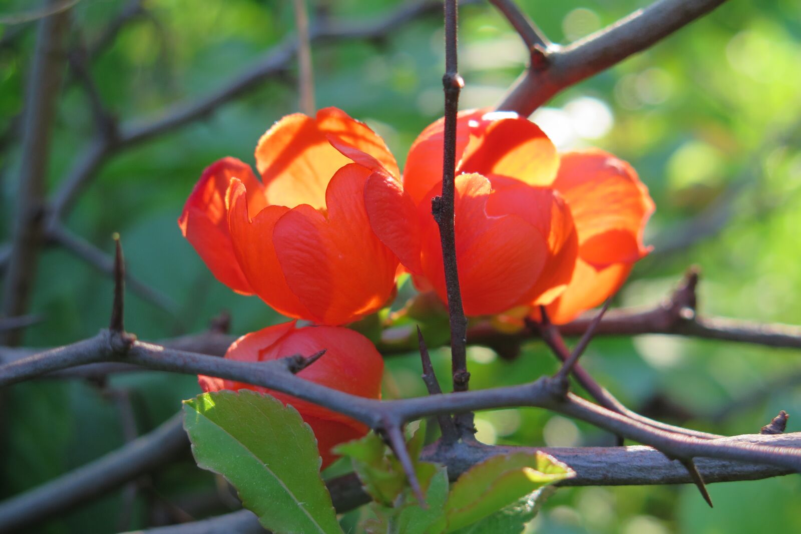 Canon PowerShot G16 sample photo. Quince, flowers photography