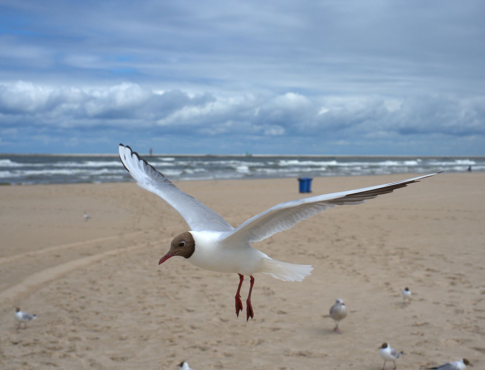 Sony FE 50mm F2.8 Macro sample photo. Seagull, beach, sand photography