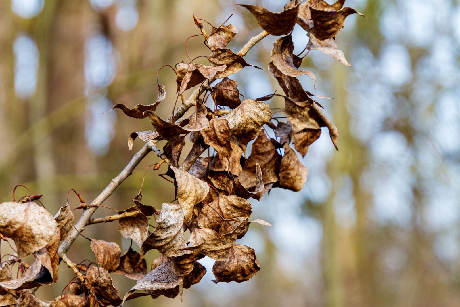 Canon EOS 7D sample photo. Leaves, nature, forest photography