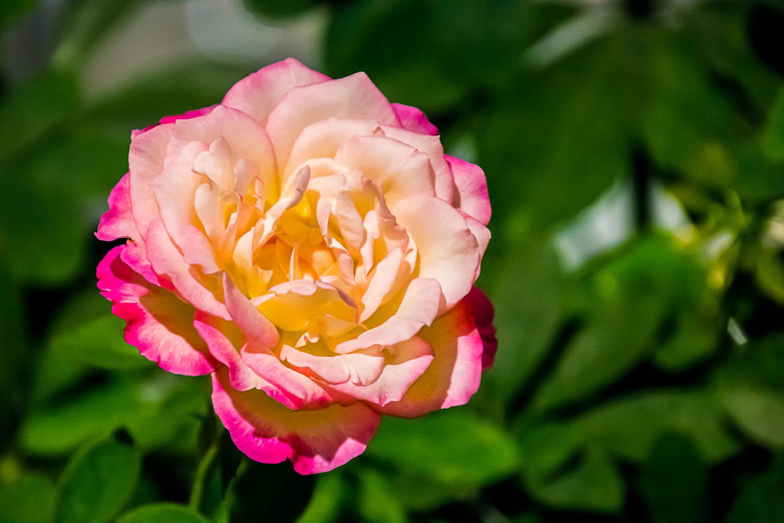 Nikon D7200 sample photo. Flowers, thailand, tourism photography
