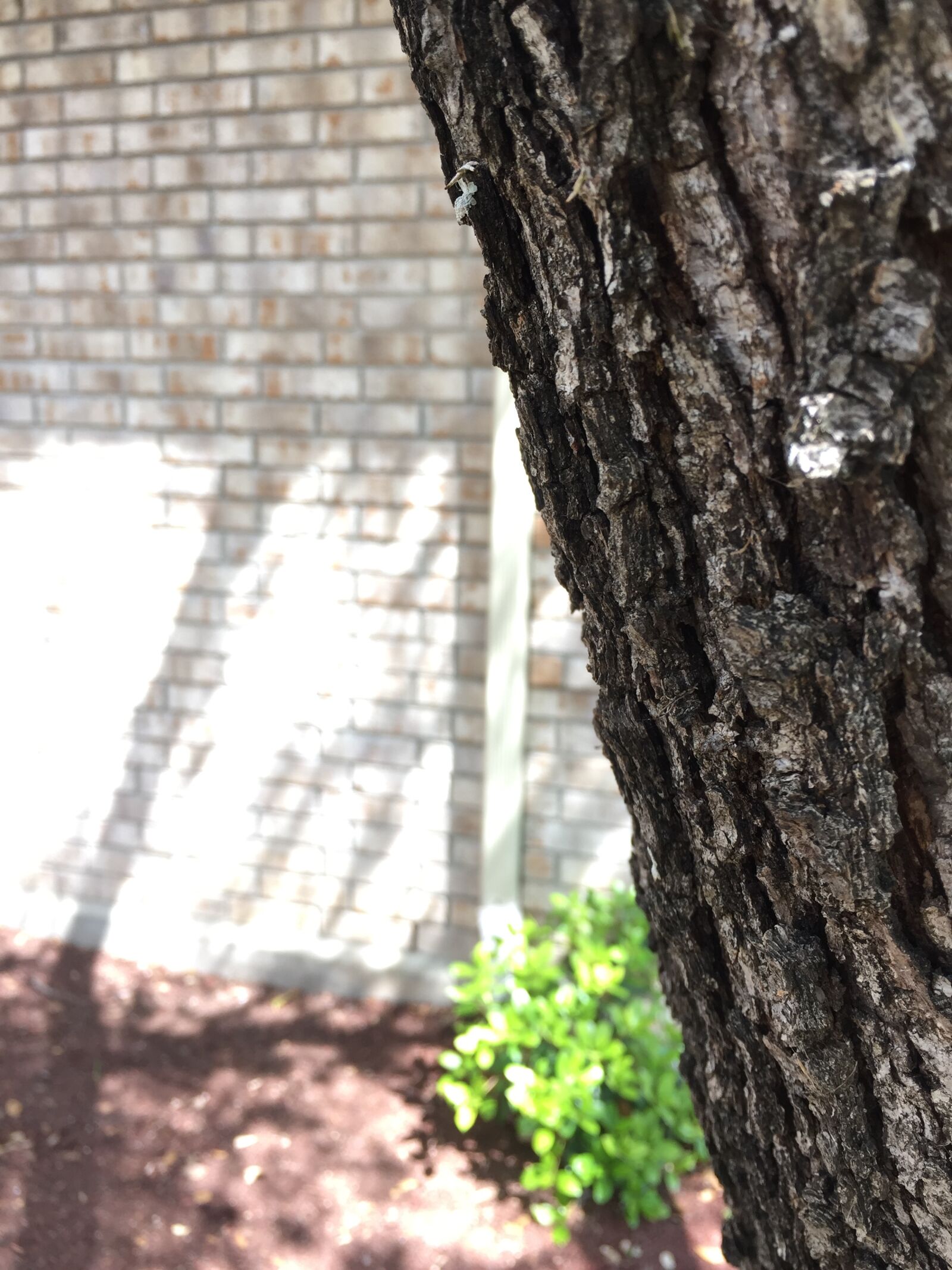 iPhone 6 back camera 4.15mm f/2.2 sample photo