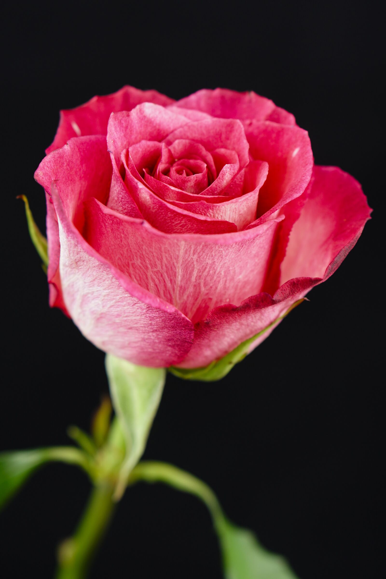 Sony a6500 + E 50mm F1.8 OSS sample photo. Rose, pink, flower photography
