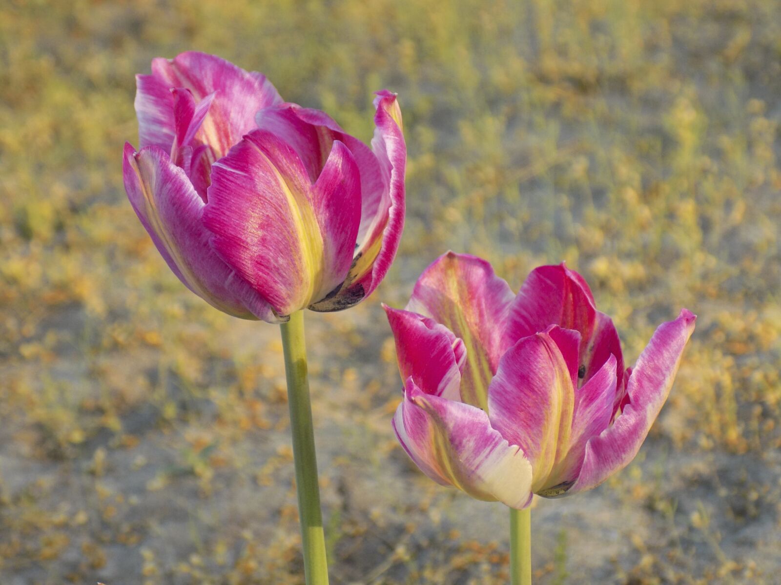 Nikon COOLPIX L330 sample photo. Tulips, flowers, spring photography