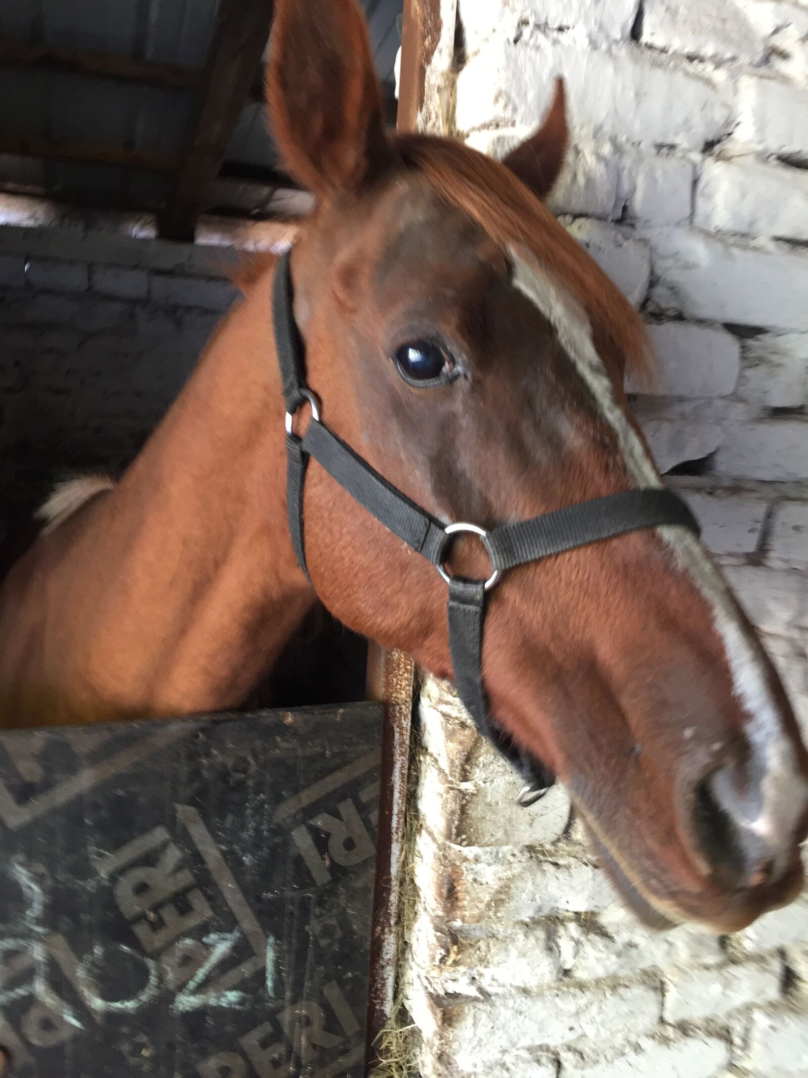 iPhone 6 back camera 4.15mm f/2.2 sample photo. Horse, horse, head photography