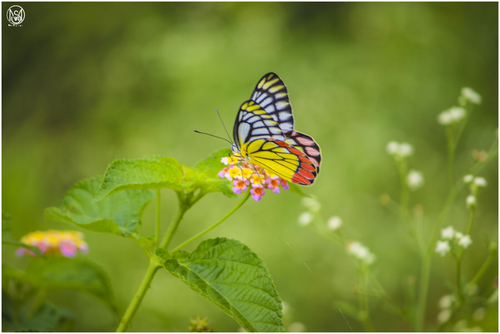 Canon EOS 700D (EOS Rebel T5i / EOS Kiss X7i) sample photo. Beautiful, flowers, butterfly, cilciks photography