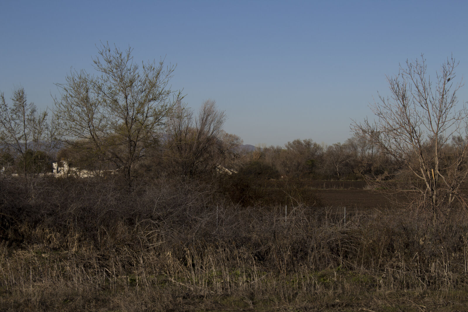 Canon EOS 700D (EOS Rebel T5i / EOS Kiss X7i) sample photo. Blue, sky, dry, vegetation photography