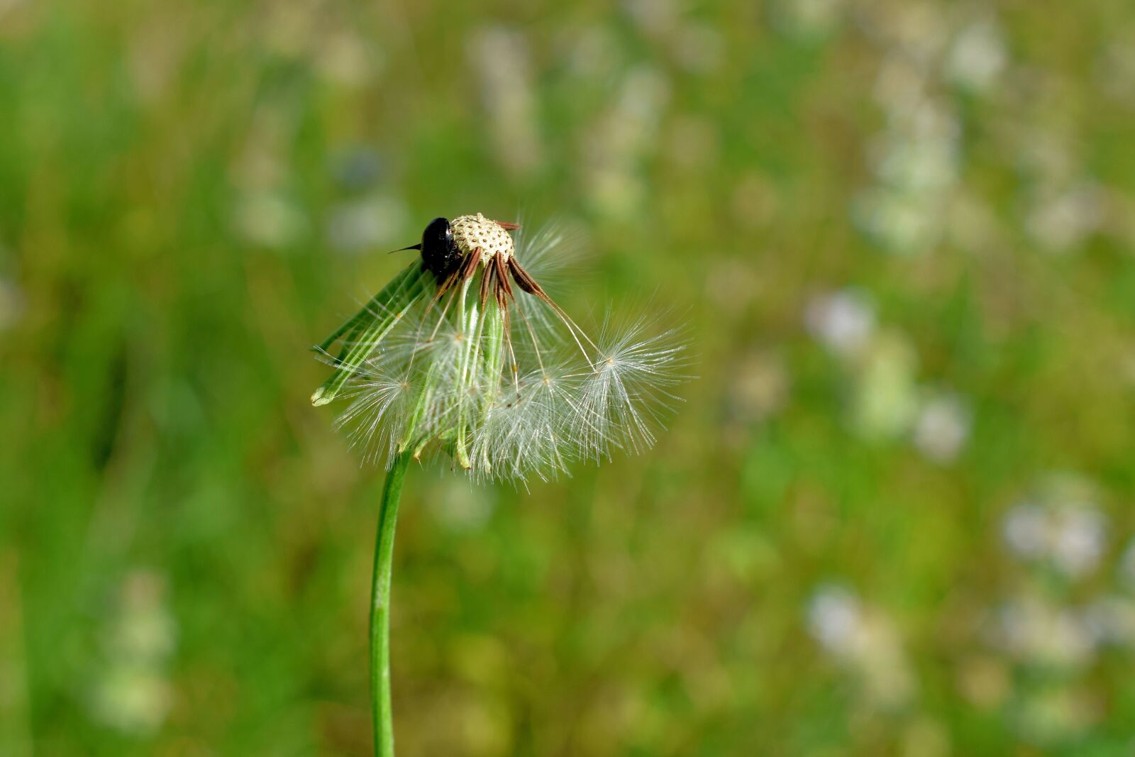 Nikon D5300 sample photo. Dandelion, spores, seeds photography