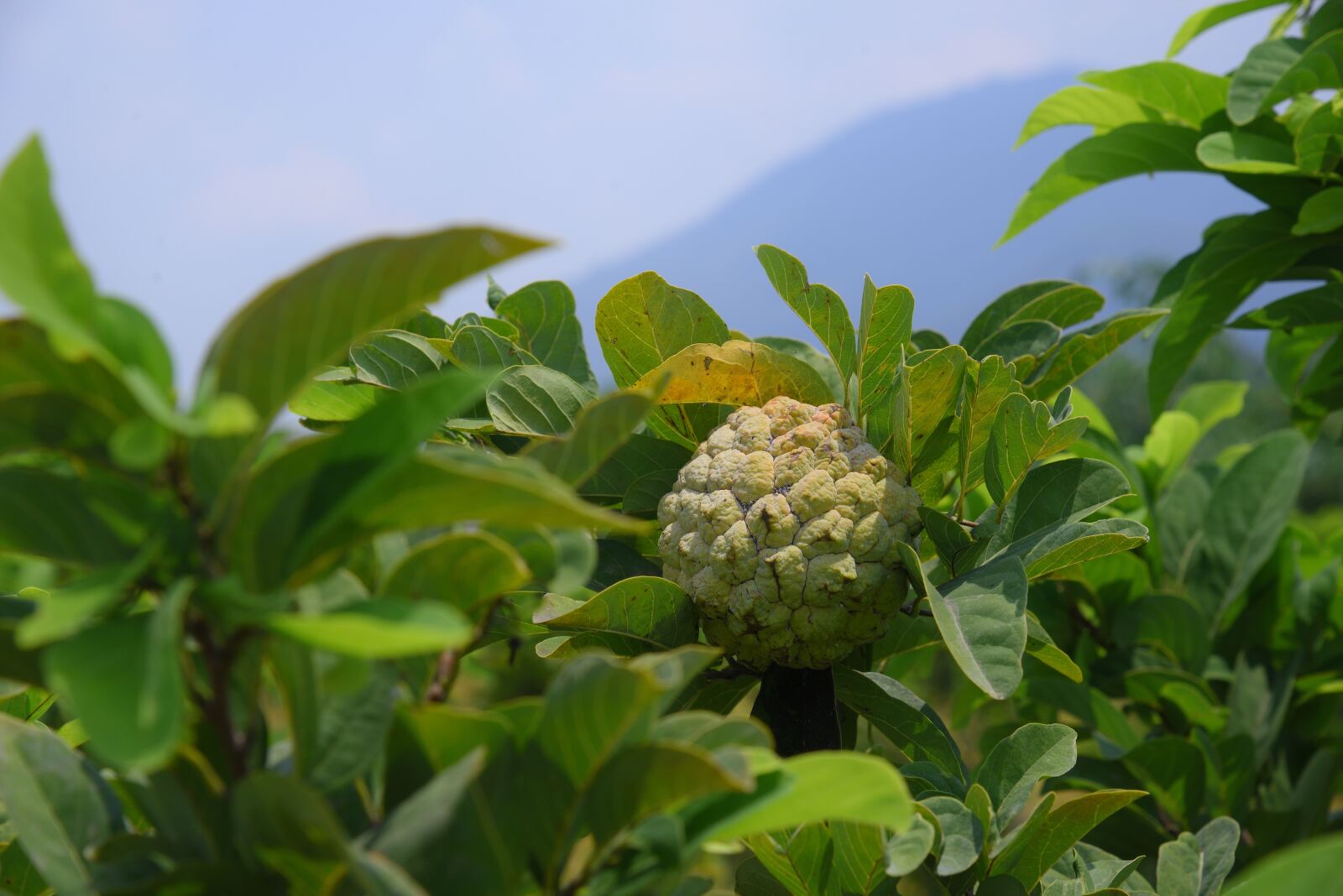 Nikon D750 sample photo. Annona, fruit, green photography