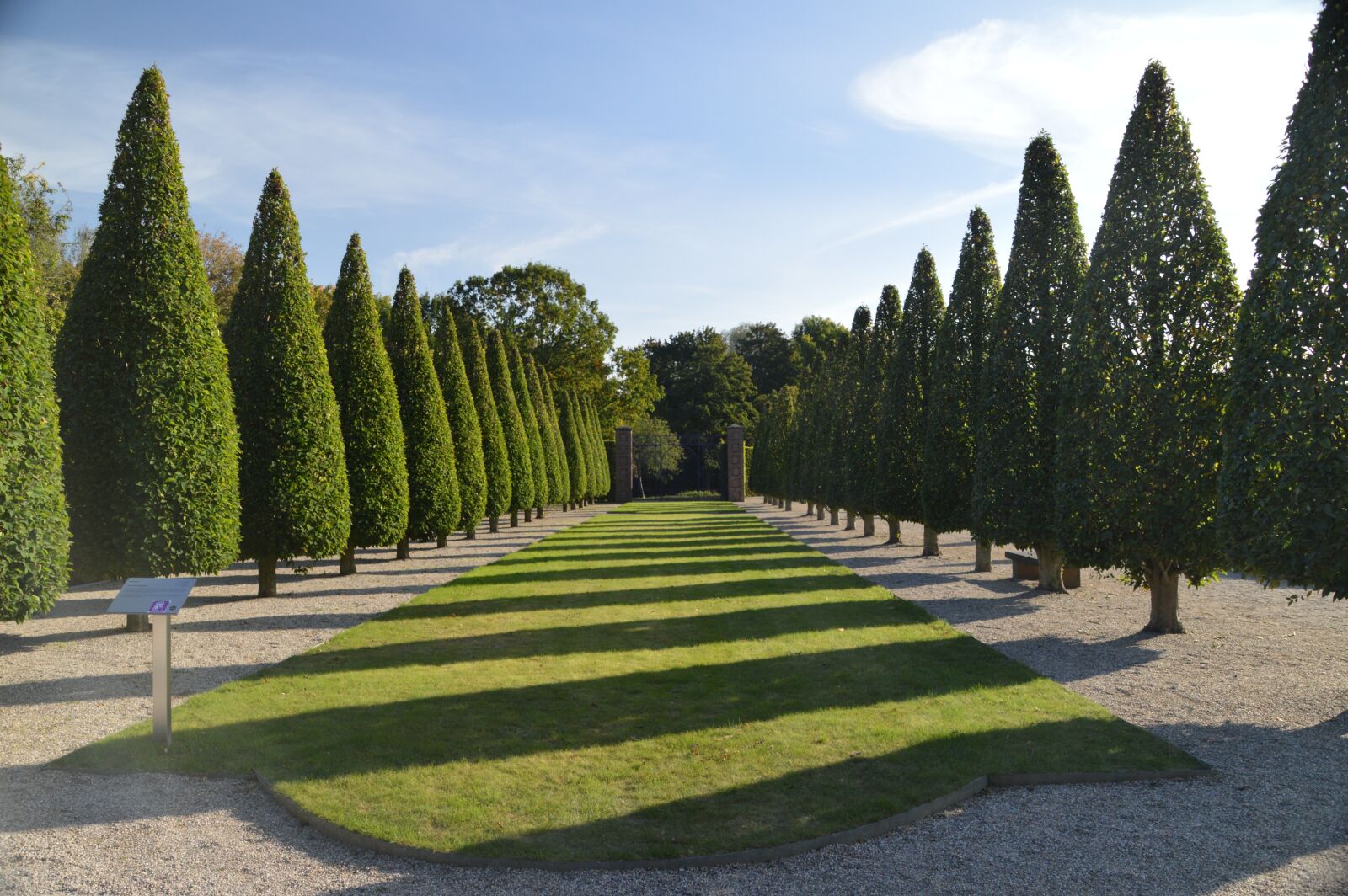 Nikon D3200 sample photo. Avenue, tree, sun photography
