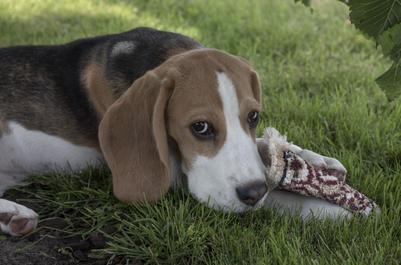 Nikon D750 sample photo. Beagle, dog, puppy photography