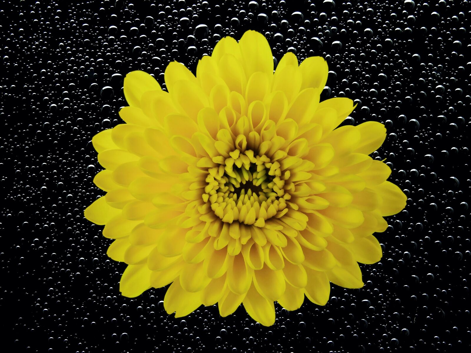 Nikon Coolpix P900 sample photo. Flower, blossom, bloom photography