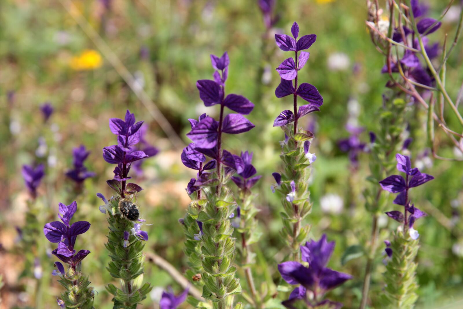 Canon EF 24-70mm F2.8L II USM sample photo. Salvia, salvias, chan photography