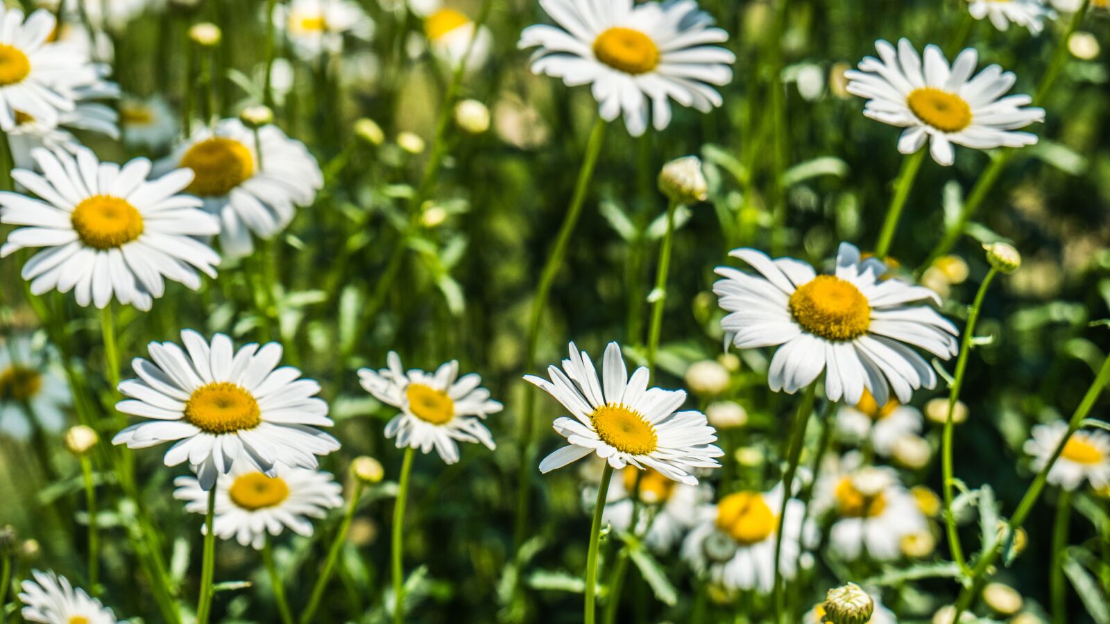 Sony a6300 + Sony Vario-Tessar T* E 16-70mm F4 ZA OSS sample photo. Flowers, spring, nature photography