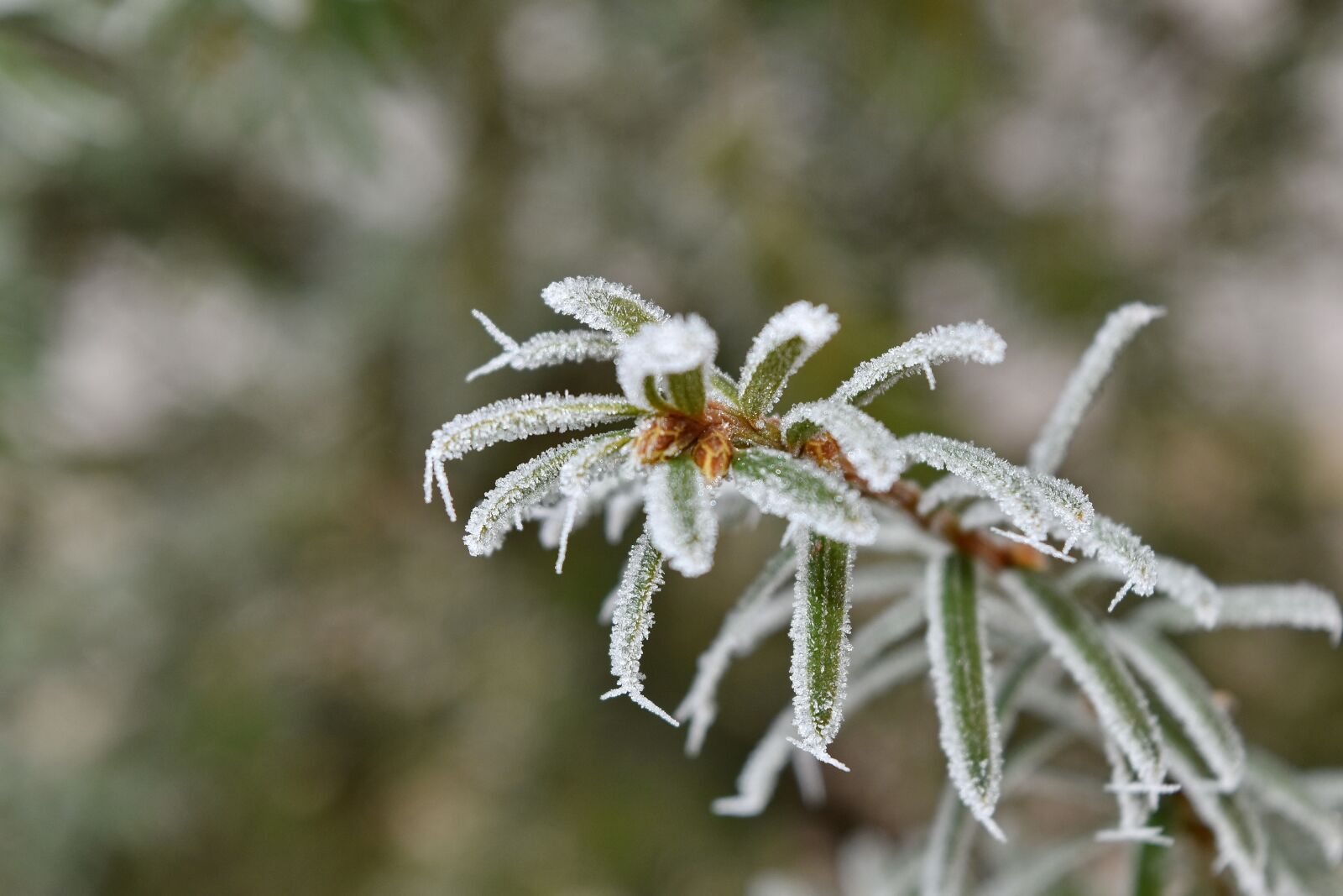 Nikon D5500 sample photo. Botanic, branch, conifer, frost photography