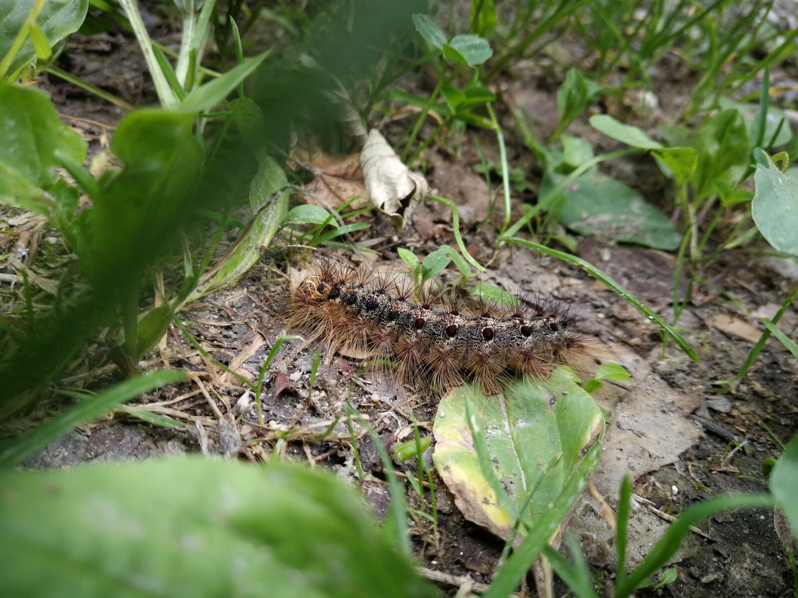 HUAWEI P10 Plus sample photo. Caterpillar, animal, insect photography