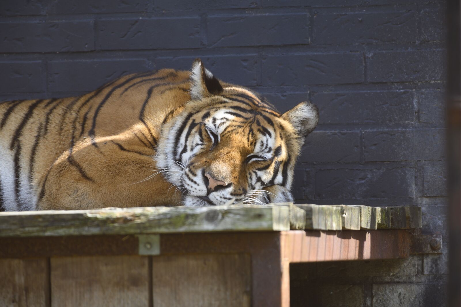 Nikon Z7 sample photo. Tiger, felida big cats photography