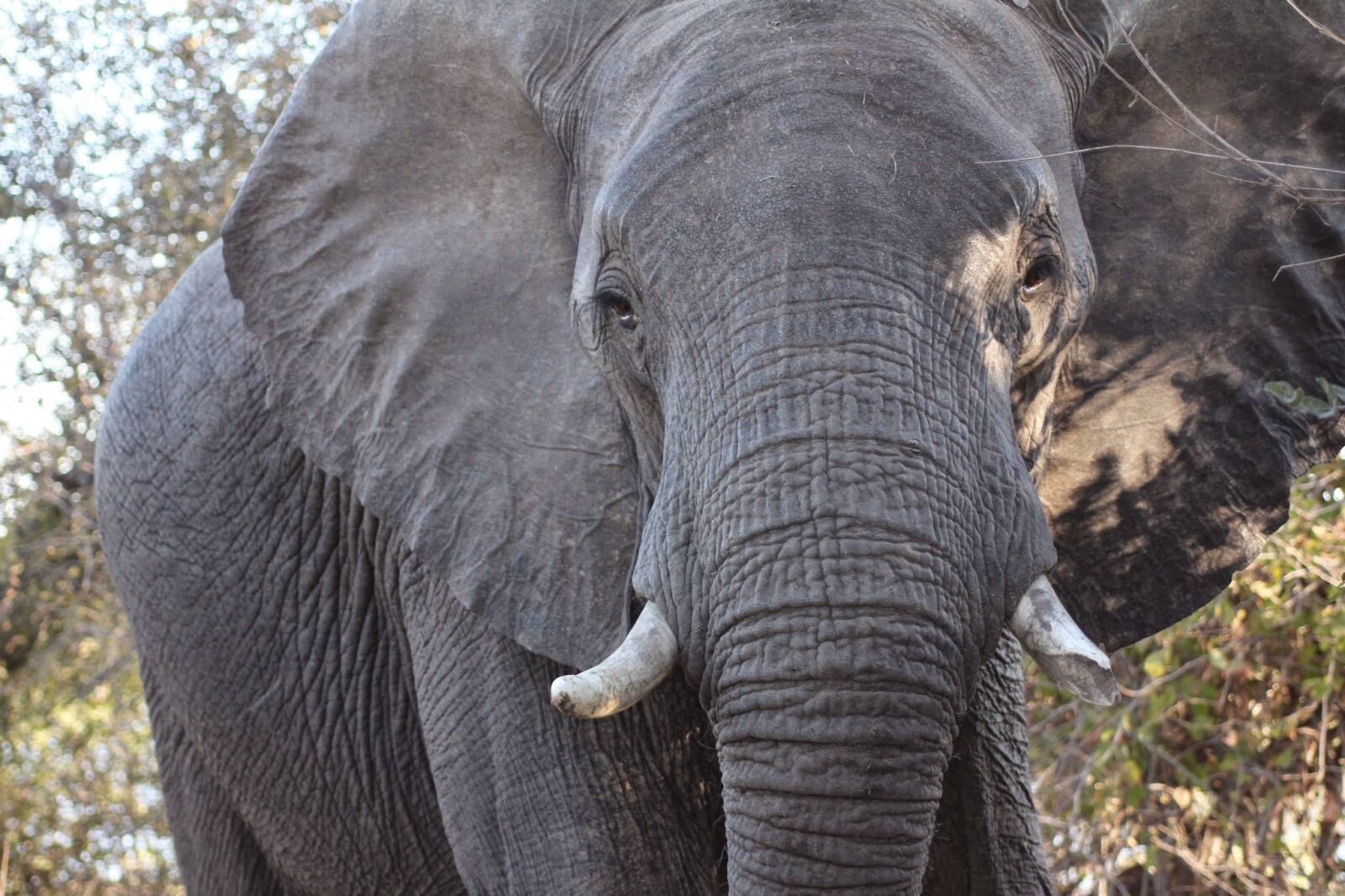 EF28-80mm f/2.8-4L USM sample photo. African elephant, africa, elephant photography