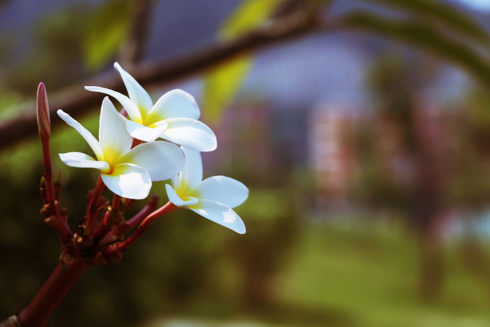Canon EOS 70D sample photo. Flower, plumeria, fry photography