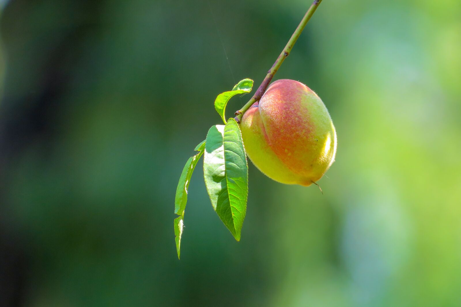 Canon PowerShot G3 X sample photo. Peach, plant, fruit photography