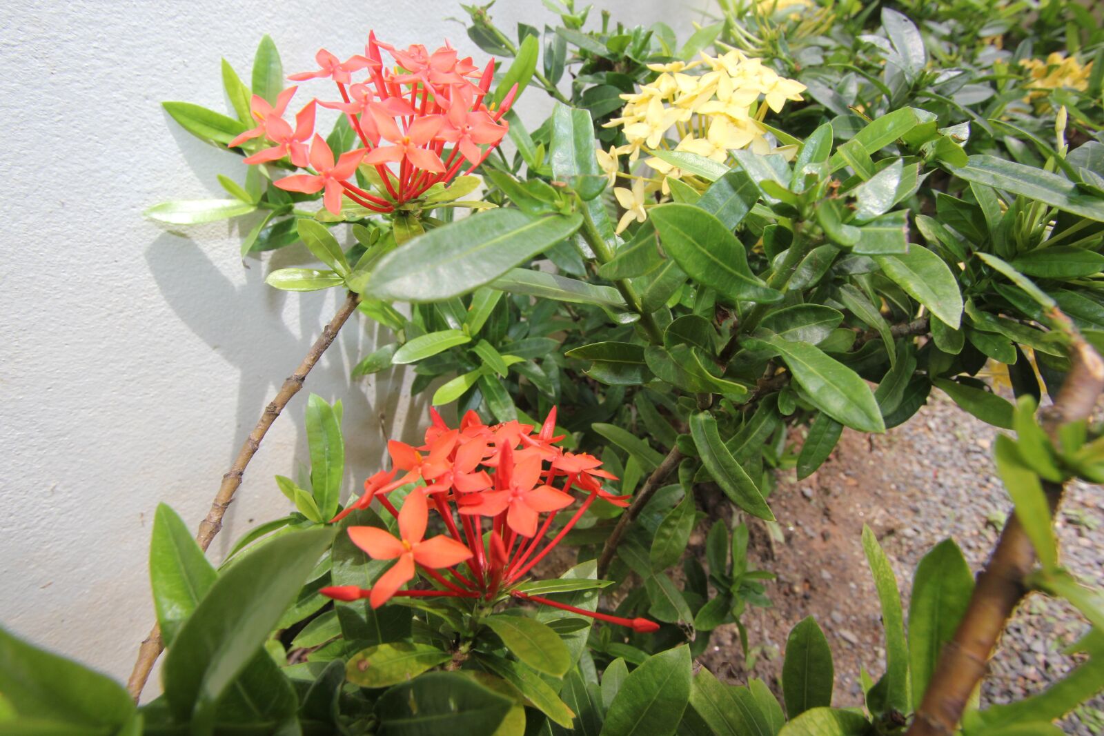 Canon EOS 550D (EOS Rebel T2i / EOS Kiss X4) sample photo. Flower, phuket, thailand photography
