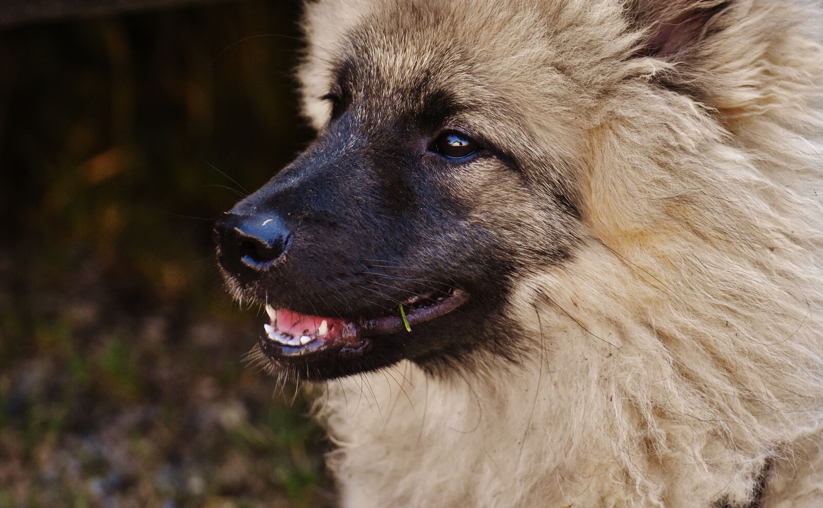 Nikon D7200 sample photo. Dog, fur, wuschelig photography
