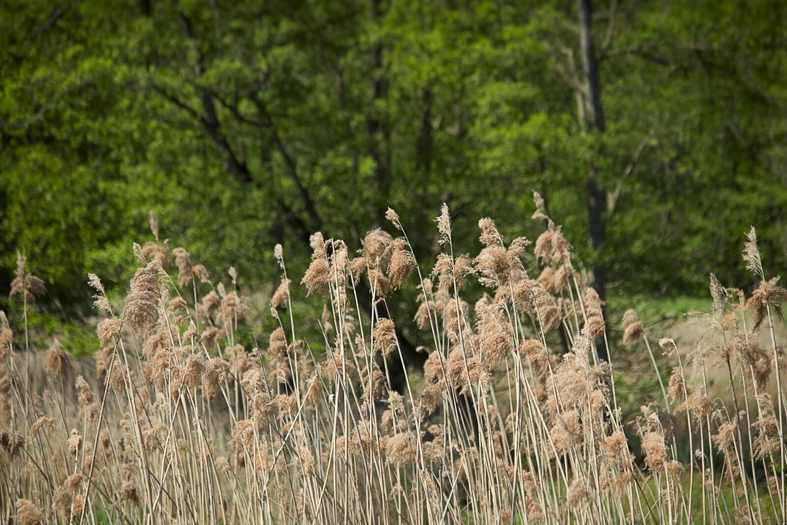 Canon EOS 600D (Rebel EOS T3i / EOS Kiss X5) sample photo. Spring, sedge, grass photography