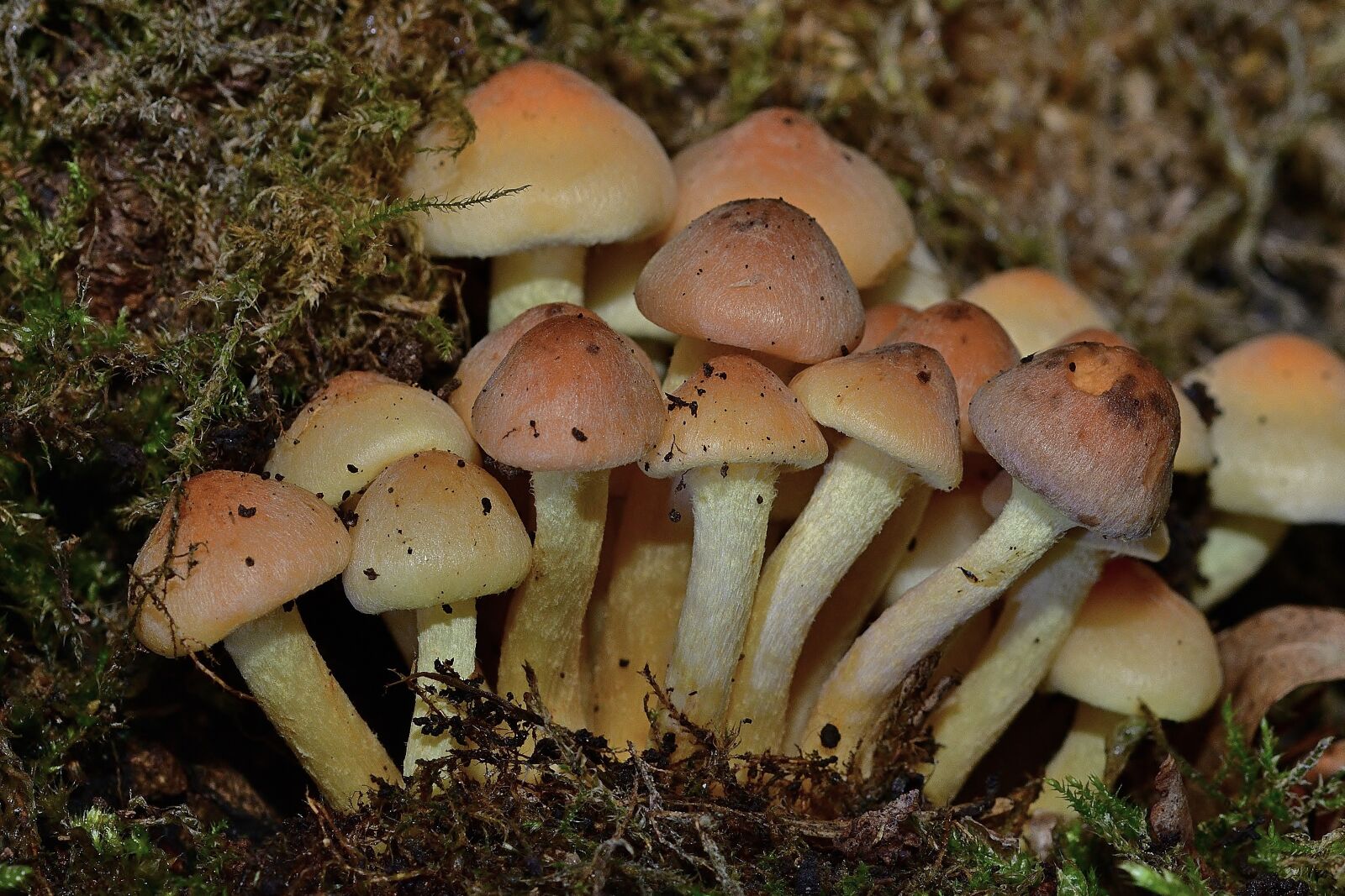 Nikon D5200 sample photo. Forest, mushrooms, small photography