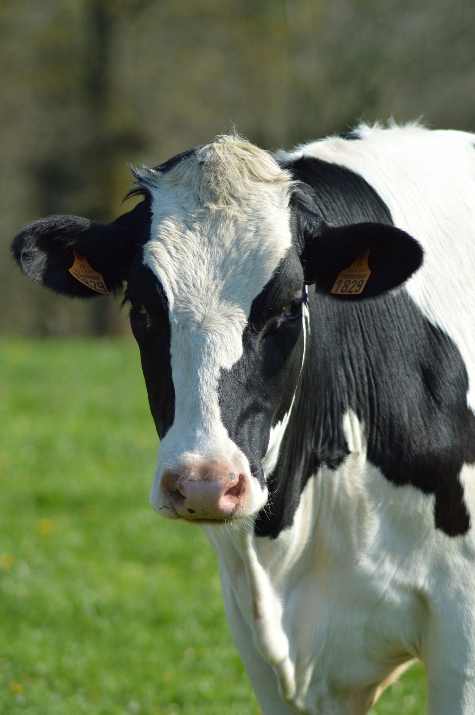 Nikon D3200 sample photo. Cow, field, cattle photography