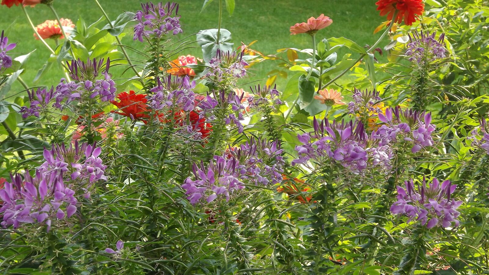 Fujifilm FinePix S3400 sample photo. Summer, flowers, garden photography