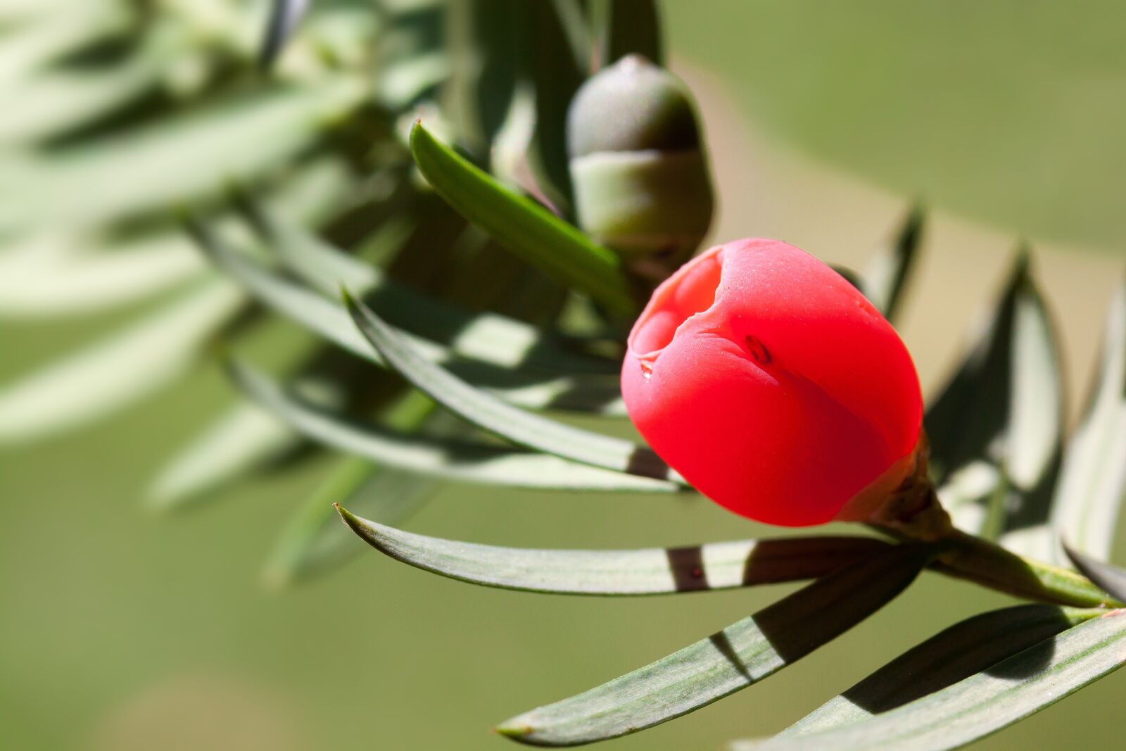 Canon EOS 50D sample photo. Yew, taxus, plant photography