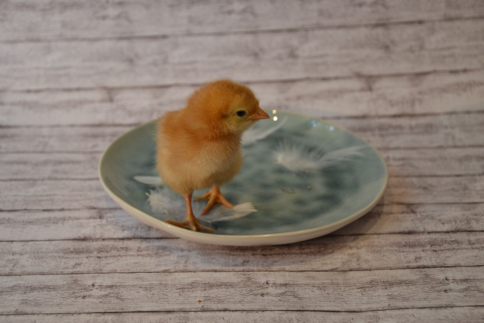 Nikon D3100 sample photo. Chicks, brown, cute photography